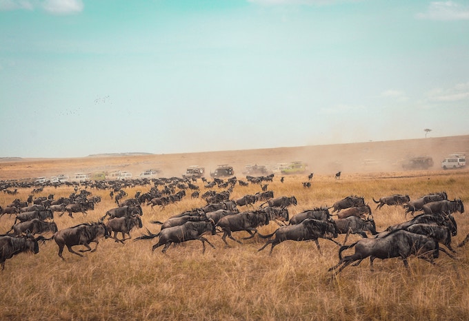 antelope during the great migration in masai mara national reserve, Kenya