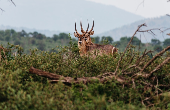 Two antelope in a bush camp in south africa