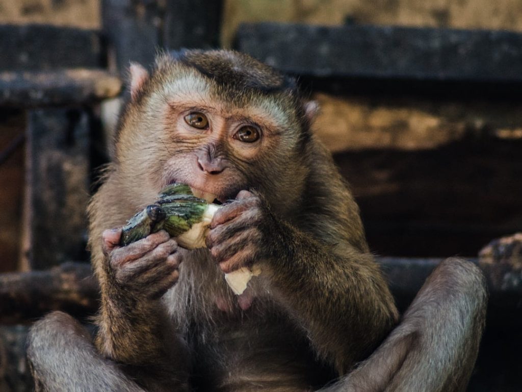 A monkey eating a piece of fruit in Thailand