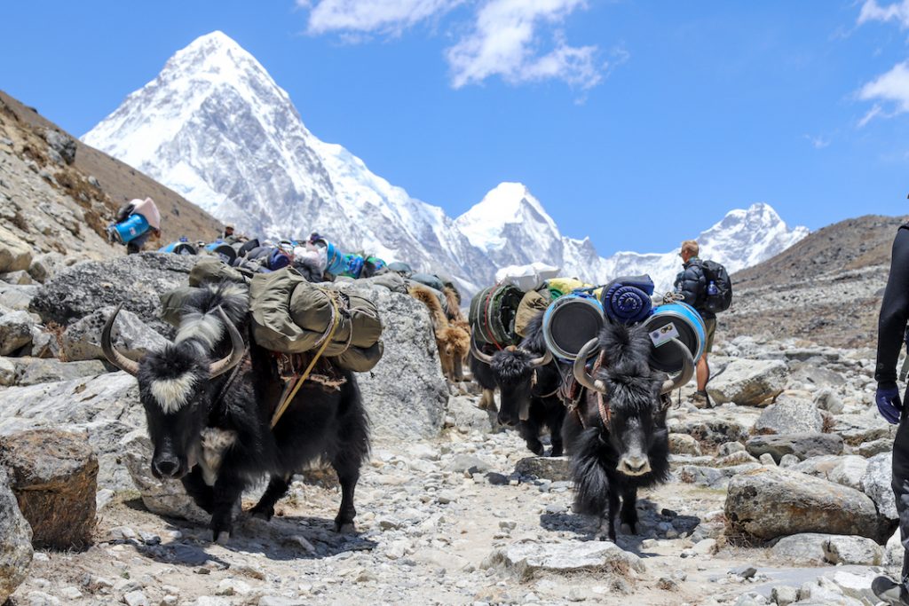 Two horned beasts are loaded with goods below a snow-capped mountain