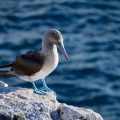 Blue-footed boobie standing on a rock in the Galapagos Islands, Ecuador