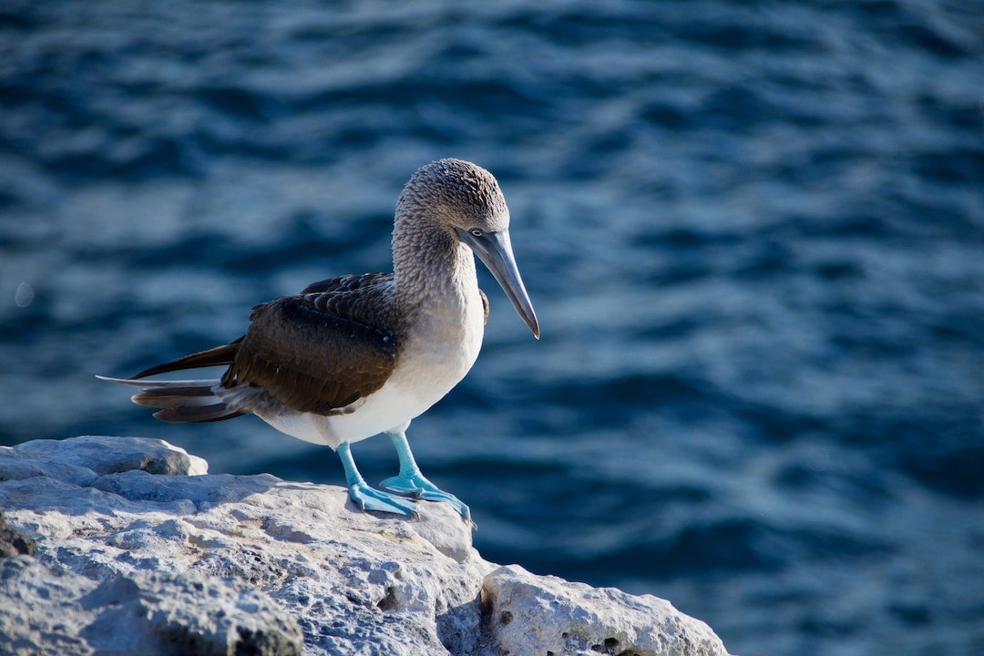 Blue-footed boobie standing on a rock in the Galapagos Islands, Ecuador