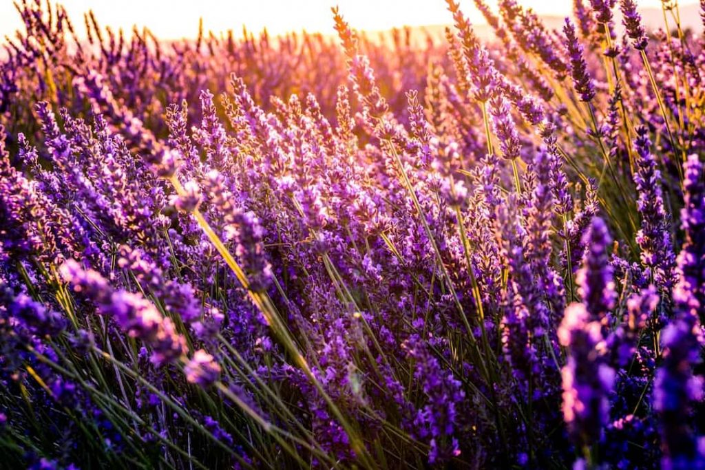 Close-up shot of lavender field in France