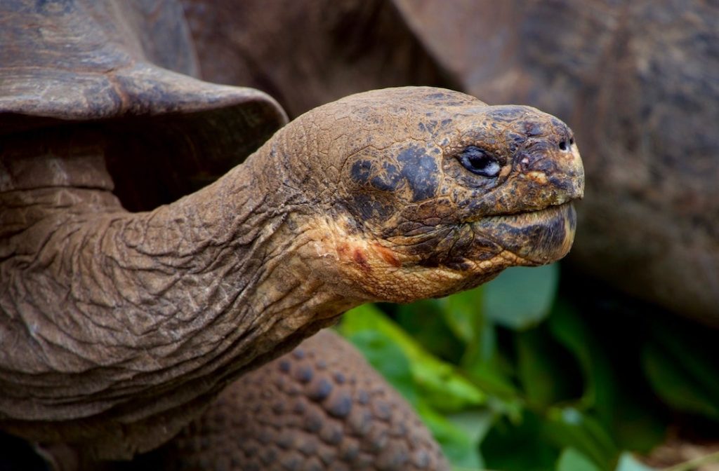 Close up shot of giant tortoise in the Galapagos Islands, Ecuador