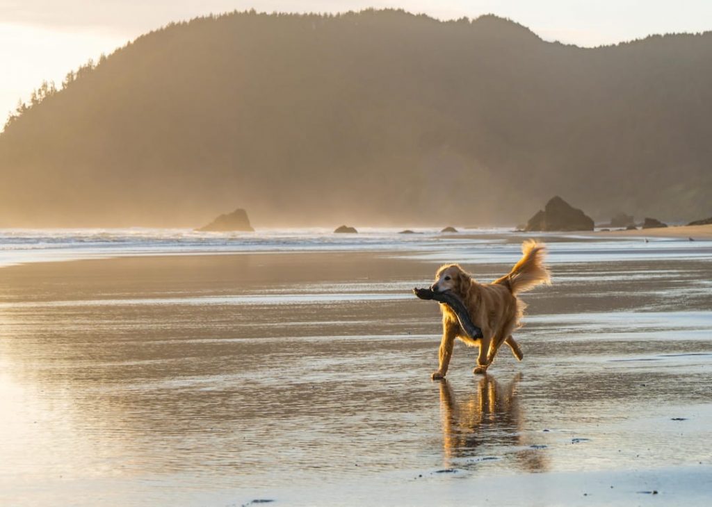 Dog running along the beach with a piece of driftwood in their mouth