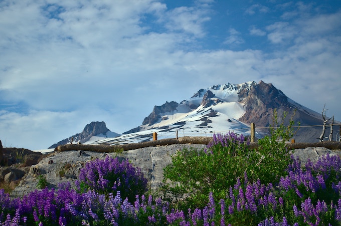 Purple flowers around the base of Mount Hood, USA