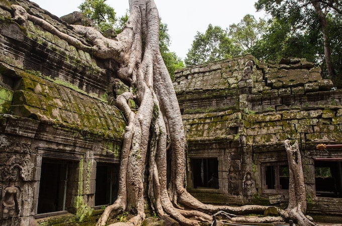 A tree growing through an ancient temple in Cambodia