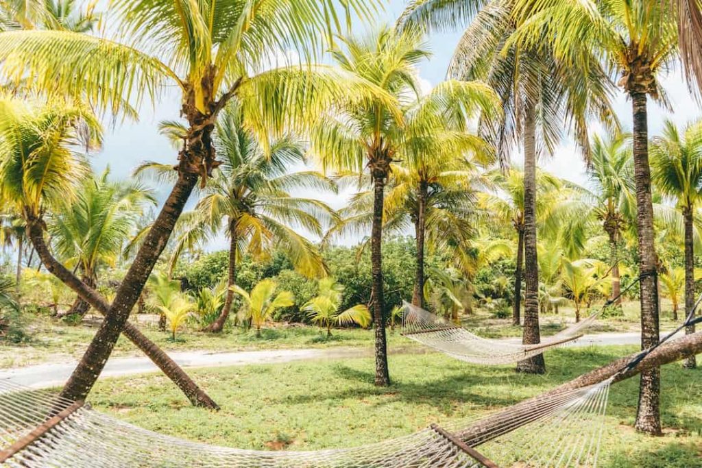 Palm trees alongside a path with two hammocks