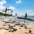 Local stilt fisherman at Mirissa Beach, Sri Lanka