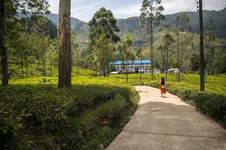 woman walking on walkway through tea fields