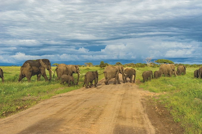 Elephants crossing a road in Kilimanjaro, Tanzania