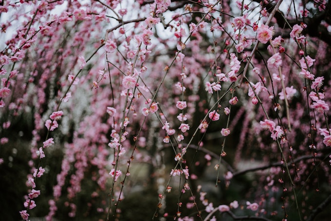 Cherry blossoms in Japan