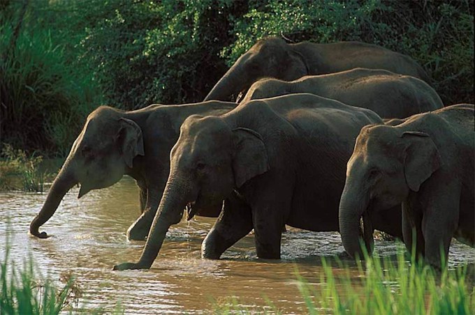 Elephants in the water in Minneriya