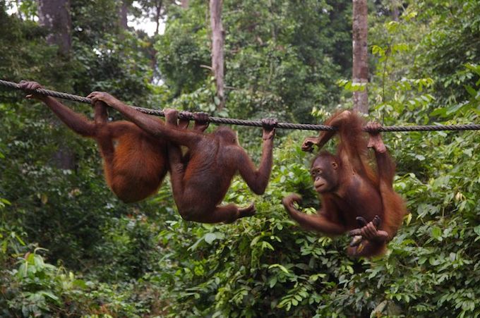 Three orangutans on a wire