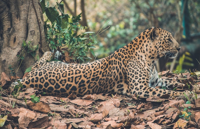 a leopard resting by a tree