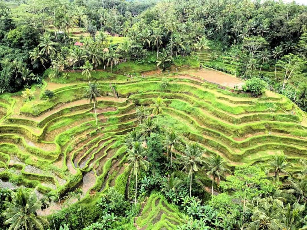 Rice terraces in Ubud, Bali, Indonesia