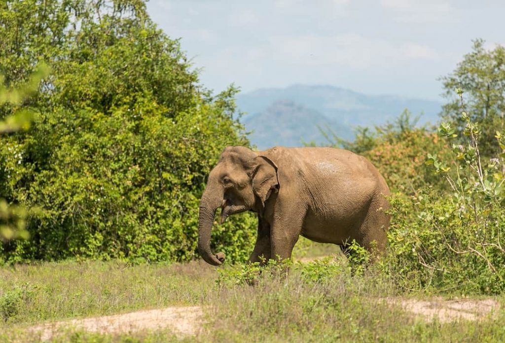 Elephant walking through trees in Uda Walawe National Park, Sri Lanka