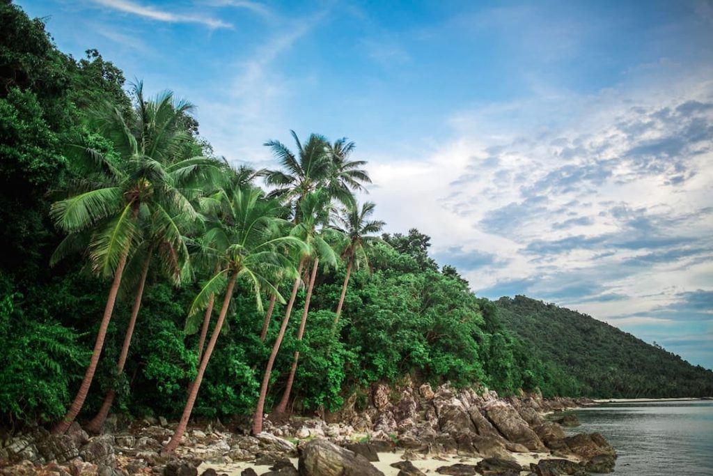 Palm trees beside a beach in Koh Samui, Thailand