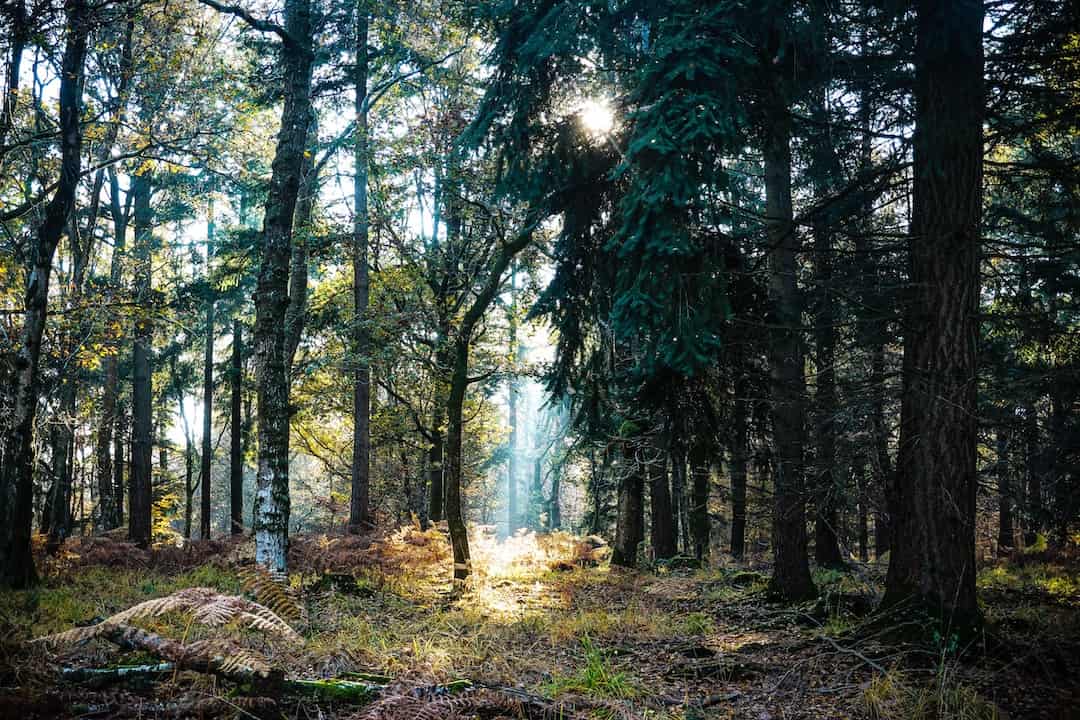 The New Forest, England