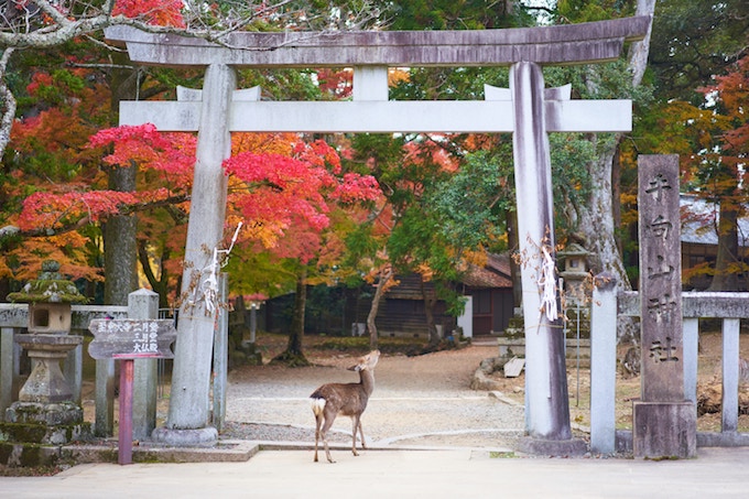 A deer standing underneath an arch in the fall in Nara, Japan