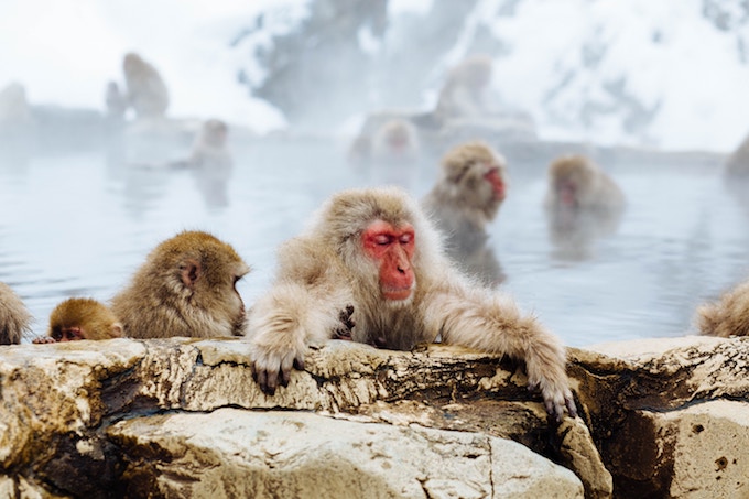 Japanese Snow Monkeys sitting in a hot spring in Japan