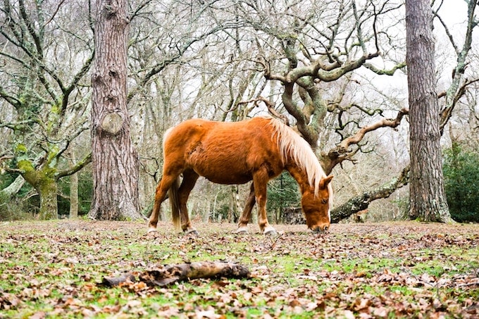 A New Forest pony in the wild