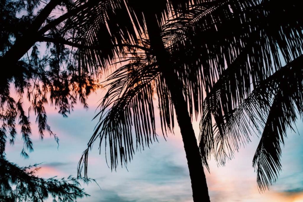 Silhouette of palm trees in Koh Chang, Thailand