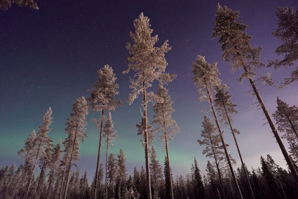 Aurora borealis and snow-covered trees in Lapland, Finland