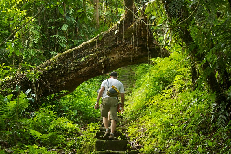 man walking up the stairs in a green forest