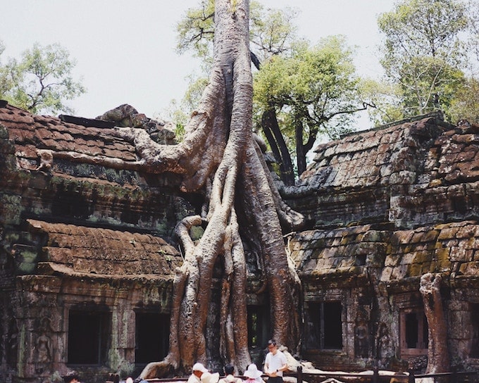 A tree growing into a building in Angkor Wat, Siem Reap, Cambodia