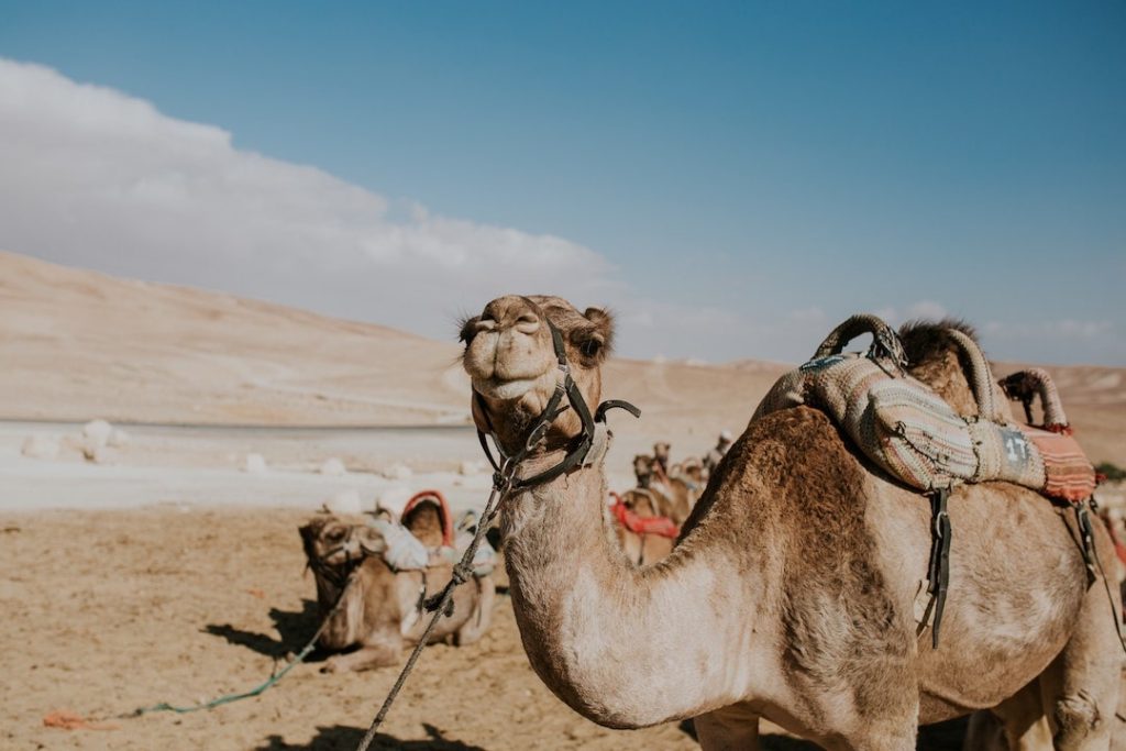 Two camels in Negev Desert in Israel