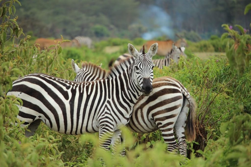 Zebras standing in the bush in Africa