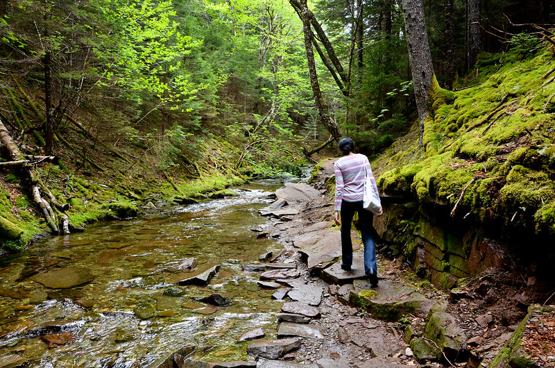 a person walking along a rocky trail in the forest 