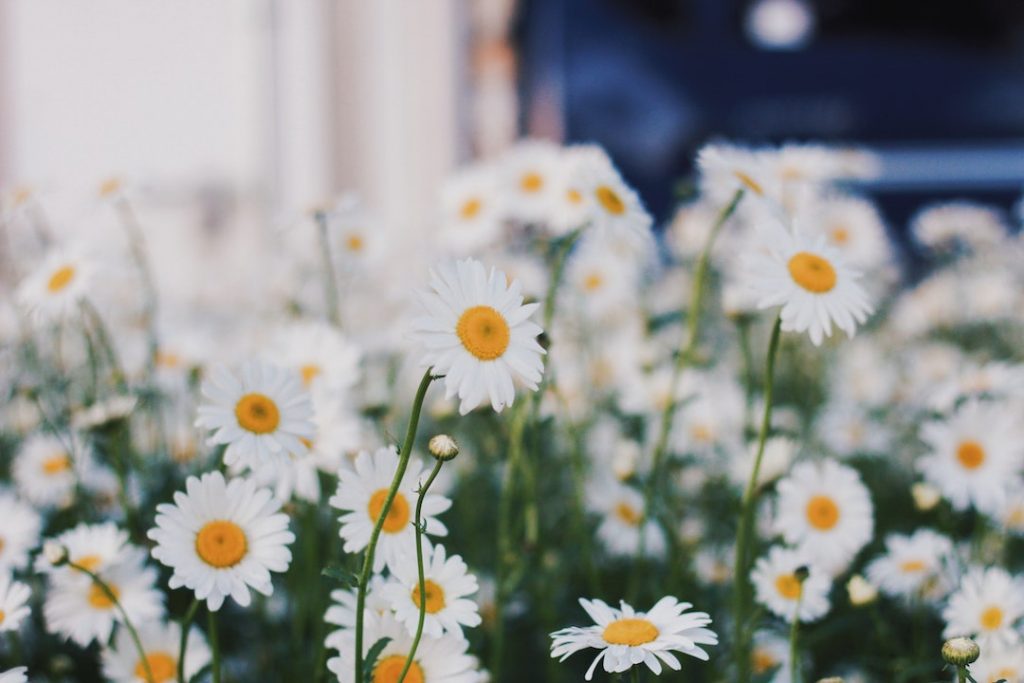 White and yellow daisies