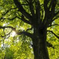 a tree with sunlight piercing through the leaves