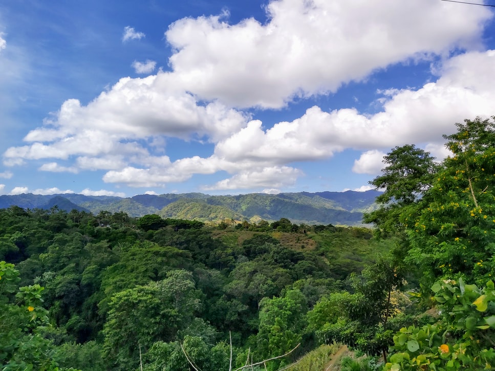 lush green fertile land and trees below a blue sky