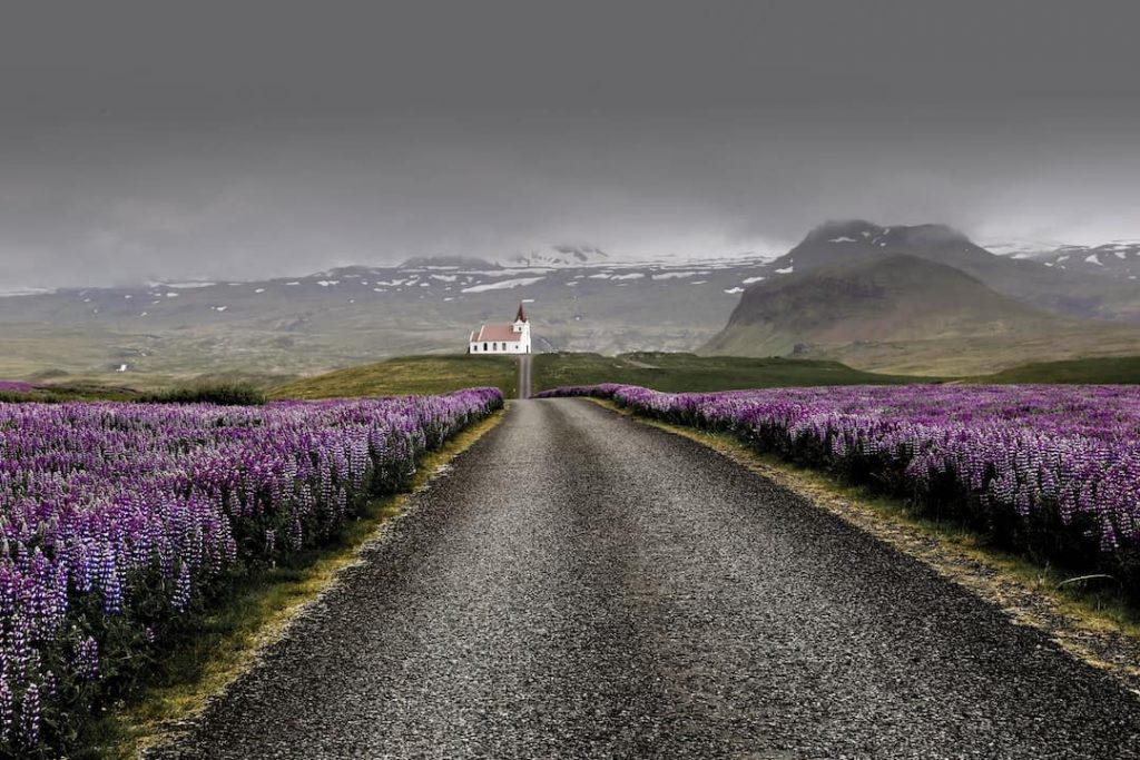 Open road surrounded by purple flowers in Iceland