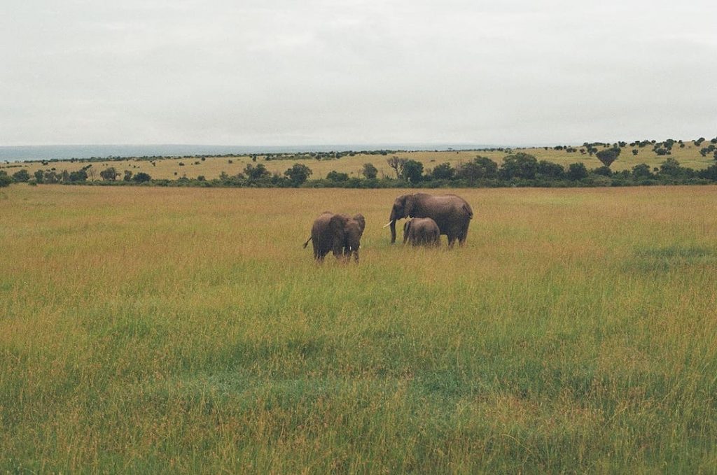 Three elephants in grasslands in East Africa