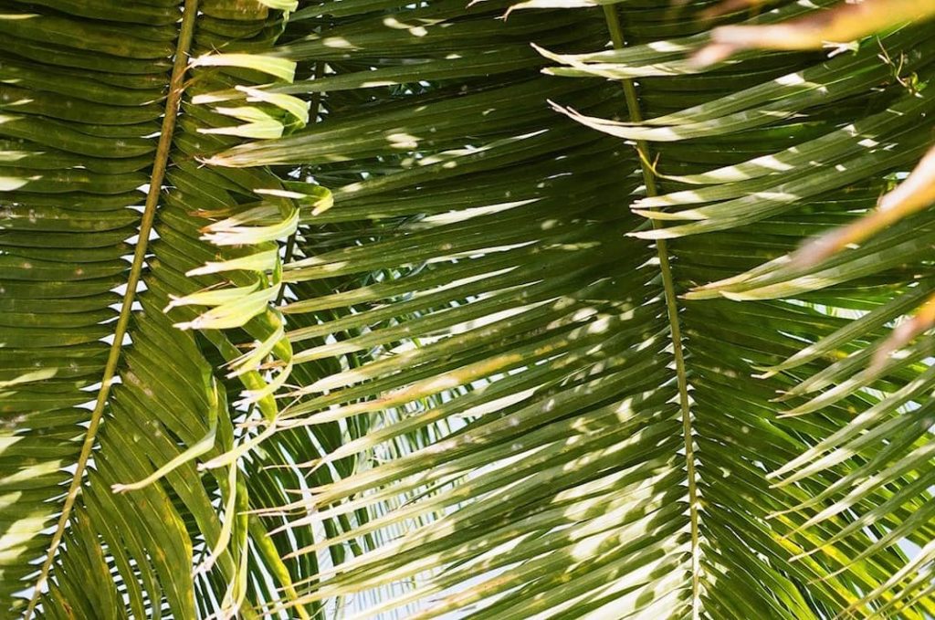 Close up photo of palm tree leaves