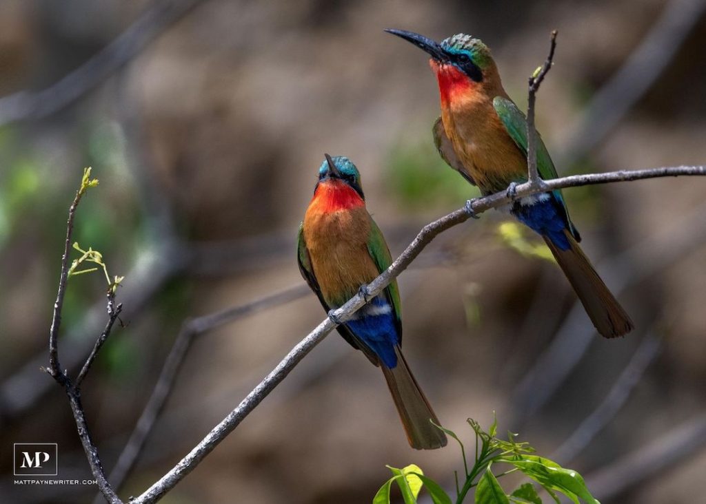 Two birds sitting on a branch in Uganda