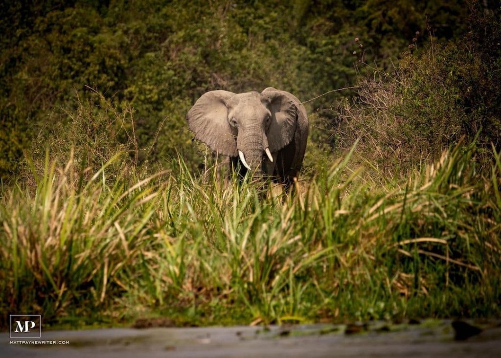 Elephant surrounded by grass and trees in Uganda