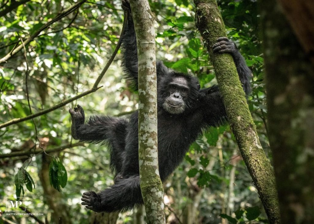 Chimpanzee swinging from tree branches in Uganda