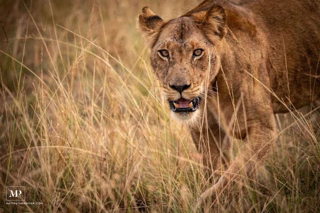 Lion in the grass in Uganda