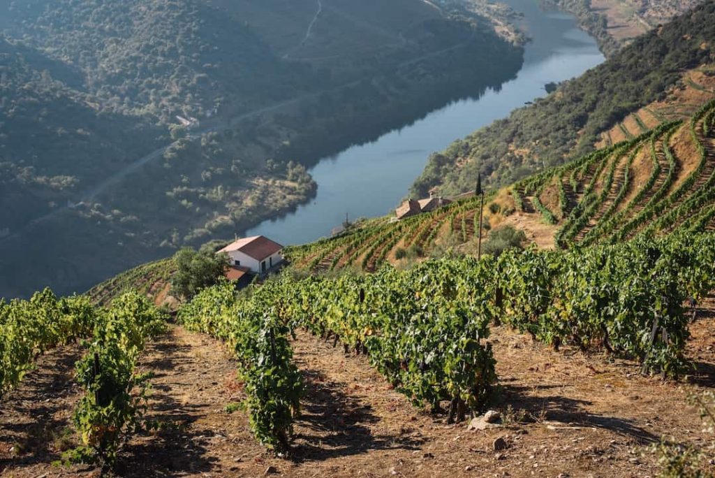 Vineyards in the Douro Valley, Portugal