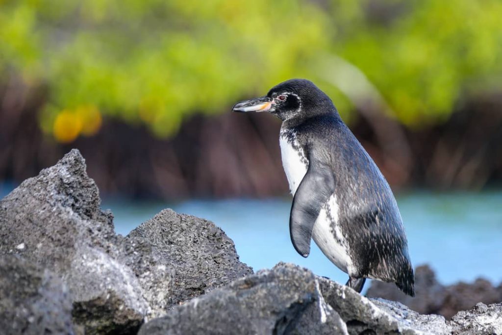 A Galapagos penguin in Elizabeth Bay, Isabela Island, one of the best places in the world to see penguins in the wild.