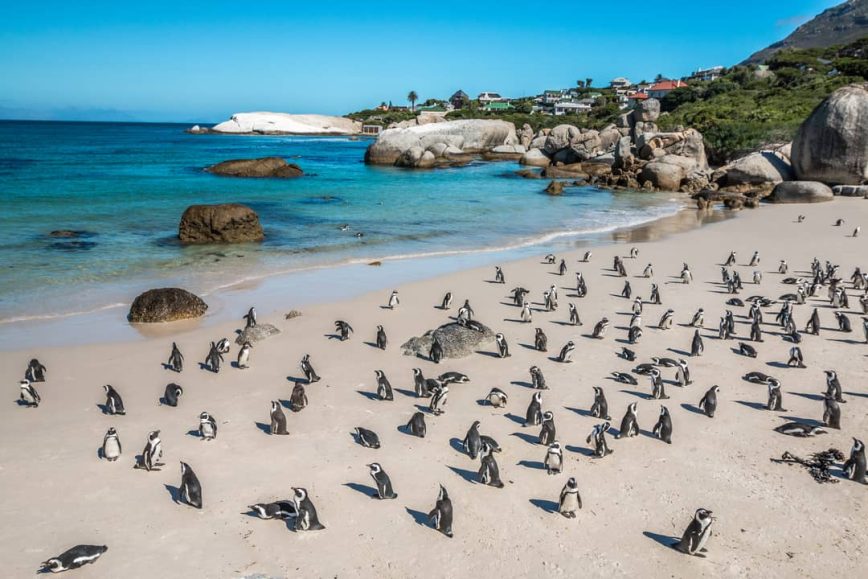 The Best Places in the World to See Penguins