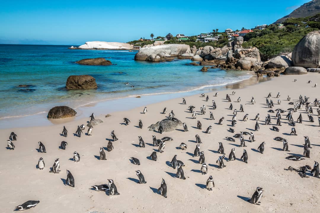 A penguin colony in Boulders Beach, Cape Town, South Africa