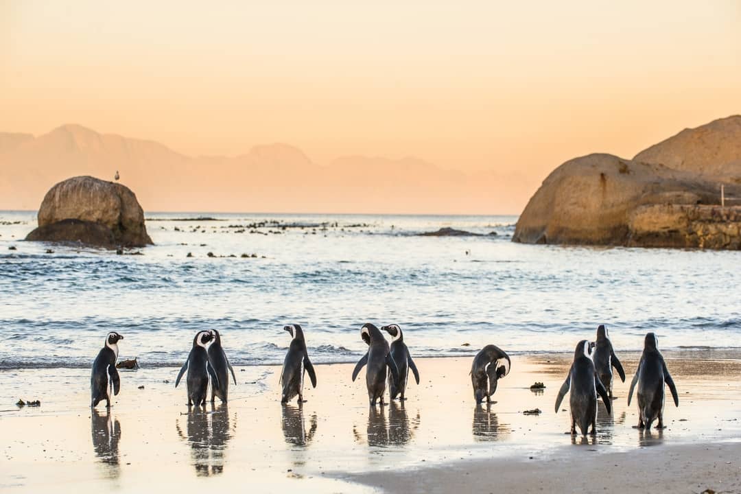 The Best Places In The World To See Penguins - Days To Come