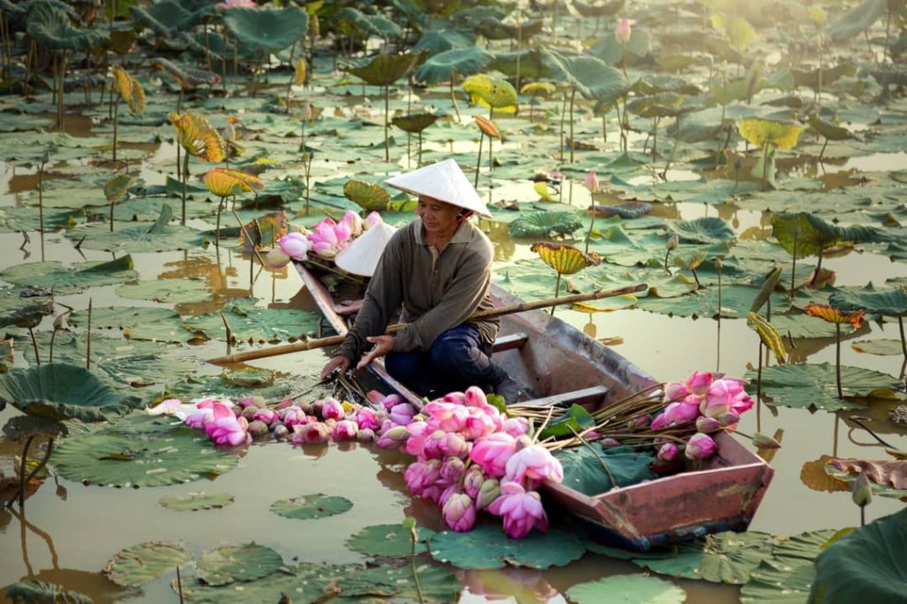 A Thai woman in a boat harvests lotus from a large swamp.