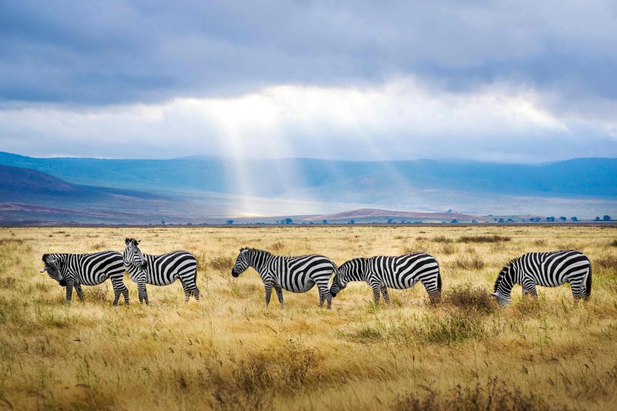 Best Safari Destinations In Africa For 2024 Days To Come   Tanzania.HendrikCornelissen Unsplash 900x600 